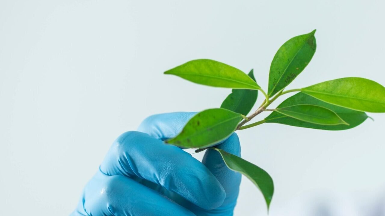 Young scientist wearing protective gloves and examining a plant sample in a laboratory setting.